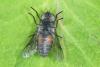 Hybomitra bimaculata